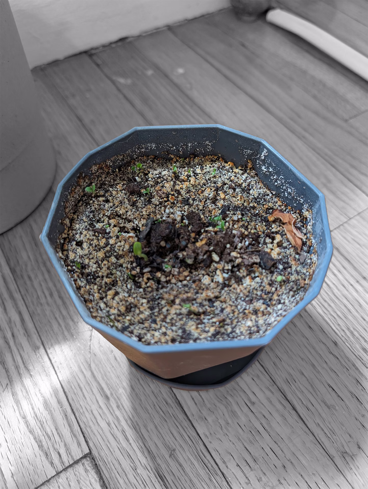 The first sprouts breaking through